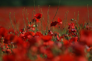 Poppies