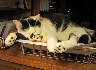 Aw, a cute cat in an in-tray symbolising the opposite of this post